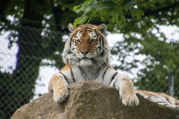 Tiger sitting on a rock