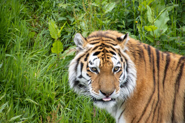 Fototapeta premium Tiger sticking it's tongue out