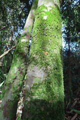 Moss on tree in rainforest
