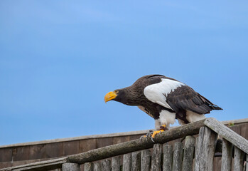 Bird of Prey show 