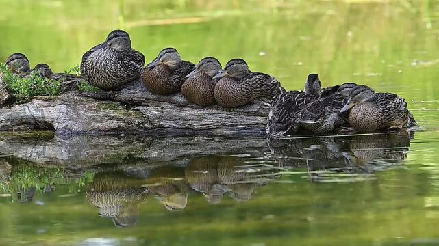 ducks in the pond, duck family
