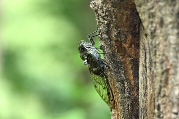 Obraz premium ミンミンゼミ