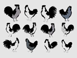Hand drawn chicken, hen, rooster, cock illustration character in black and white vintage style vector. Isolated on white background.