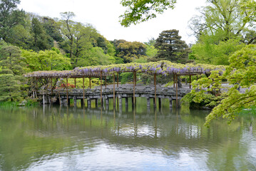 仙洞御所　藤の八ツ橋　京都市上京区