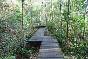 Broadwalk in rainforest