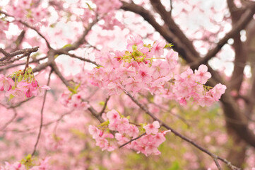 伊豆の河津桜まつり