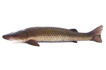 Freshwater Fish Isolated on White Background.