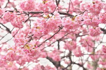 伊豆の河津桜まつり