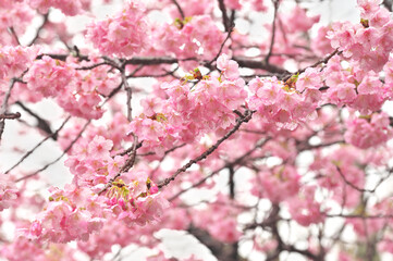 Fototapeta premium 伊豆の河津桜まつり