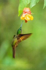 Fawn-breasted Brilliant Hummingbird in flight, 4K resolution, best Ecuador humminbirds
