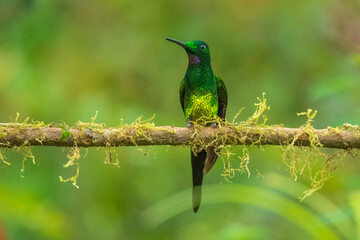 Empress Brilliant, Heliodoxa imperatrix in flight, Impressive hummingbird of Andean cloud forest in northwestern Ecuador and western Colombia.