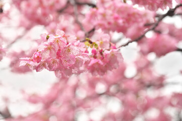 河津桜とメジロ