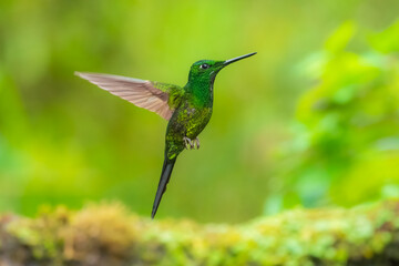 Empress Brilliant, Heliodoxa imperatrix in flight, Impressive hummingbird of Andean cloud forest in northwestern Ecuador and western Colombia.