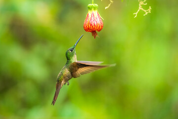 Fawn-breasted Brilliant Hummingbird in flight, 4K resolution, best Ecuador humminbirds
