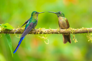 Violet-tailed Sylph - Aglaiocercus coelestis, beautiful long tailed hummingbird of South America,...