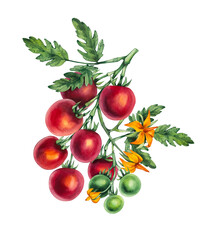 Watercolor cherry tomato. Hand drawn tomato branch with green tomato and flowers isolated. Watercolor tomato plant for design of food, textile, fabric, menu, restaurant and others