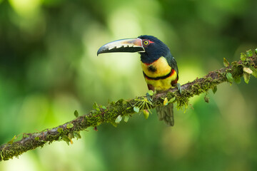 Collared Aracari Pteroglossus torquatus in Costa Rica forest