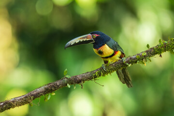 Collared Aracari Pteroglossus torquatus in Costa Rica forest