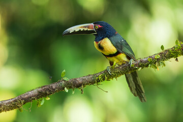 Collared Aracari Pteroglossus torquatus in Costa Rica forest