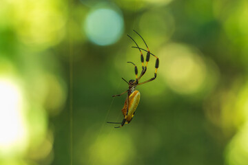 Golden Silk Spider, Trichonephila clavipes, hangs in the jungle air. Its cephalothorax resembling a skull, black and yellow striped legs. A daunting arachnid