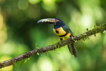Collared Aracari Pteroglossus torquatus in Costa Rica forest