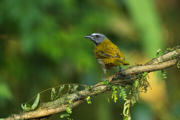 Buff-throated saltator (Saltator maximus magnoides) adult perched on branch Costa Rica 