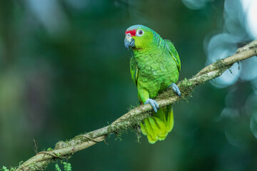 The red-lored amazon or red-lored parrot (Amazona autumnalis), in Costa rica forest