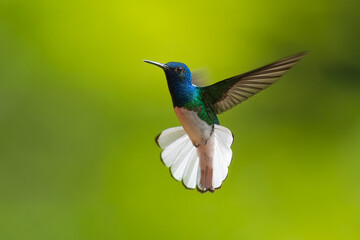 Beautiful White-necked Jacobin hummingbird, Florisuga mellivora, hovering in the air with green and yellow background. Best humminbird of Costa Rica