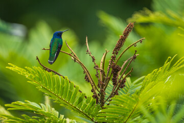 Beautiful White-necked Jacobin hummingbird, Florisuga mellivora, hovering in the air with green and...