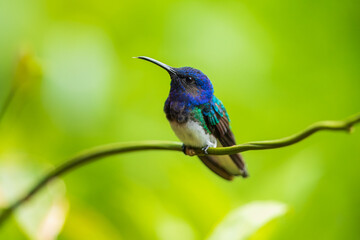 Beautiful White-necked Jacobin hummingbird, Florisuga mellivora, hovering in the air with green and yellow background. Best humminbird of Costa Rica