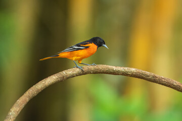 Baltimore oriole (Icterus galbula) is a small icterid blackbird common in eastern North America as a migratory breeding bird.