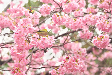 河津桜とメジロ
