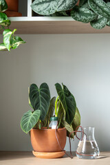 Self watering system. Drip irrigation system made of silicone tubing for Philodendron Splendid plant in case of long weekends. Houseplant suck up water through tubes submerged in vase of water.  © DimaBerlin