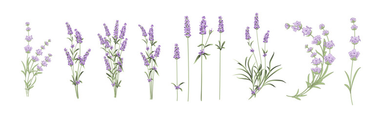 Obraz premium Set of lavender flowers elements. Collection of lavender flowers on a white background. Vector illustration bundle.