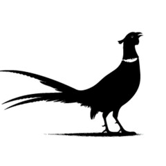 Naklejka premium pheasant silhouette, pheasant silhouette on a white background.