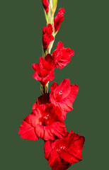 Blooming red gladiolus Oscar on a green background