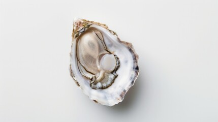 Naklejka premium A large oyster shell is shown on a white background