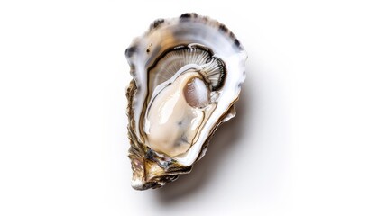 A small oyster shell with a white interior