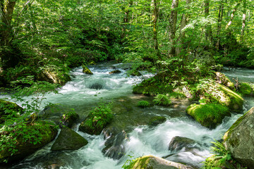 青森県十和田奥入瀬渓谷の渓流
