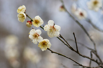 willow branch in spring