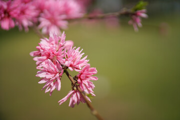 close up of pink flowers