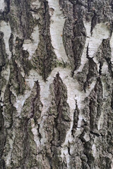 Tree bark texture. Birch bark, close-up.