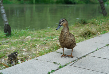 duck and ducklings