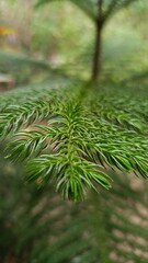 close up of a pine needles