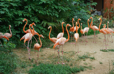 flamingos in the zoo