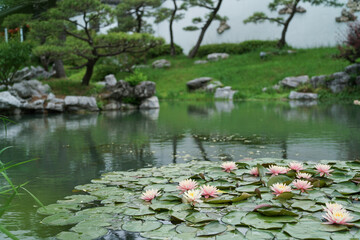 water lilies