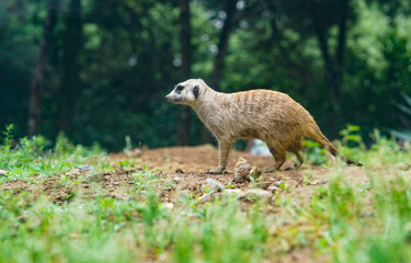 meerkat on the grass