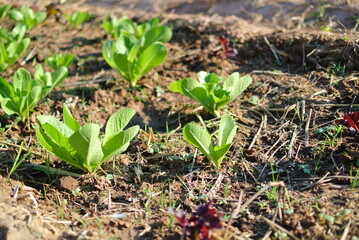 sprout growing in soil,salad,The Queen of green,Kale, Curl Leaf Kale,Leaf Cabbage