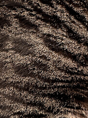 Striped Cat Fur Texture