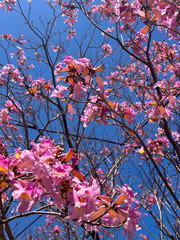 Vibrant Pink Tree in Springtime